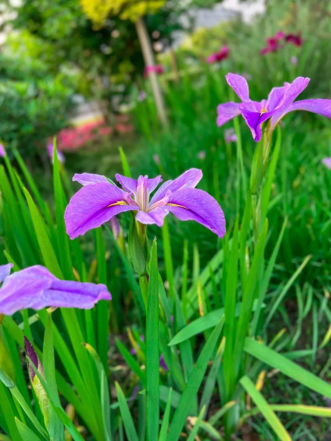 如蝶似鳶翩然飛,來松江這里感受紫色浪漫