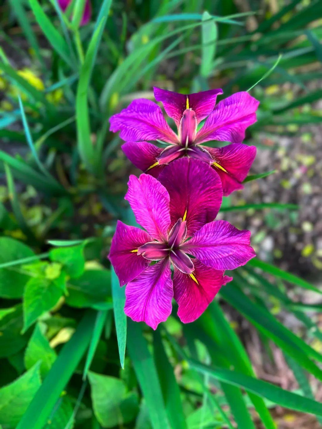 如蝶似鳶翩然飛,來松江這里感受紫色浪漫