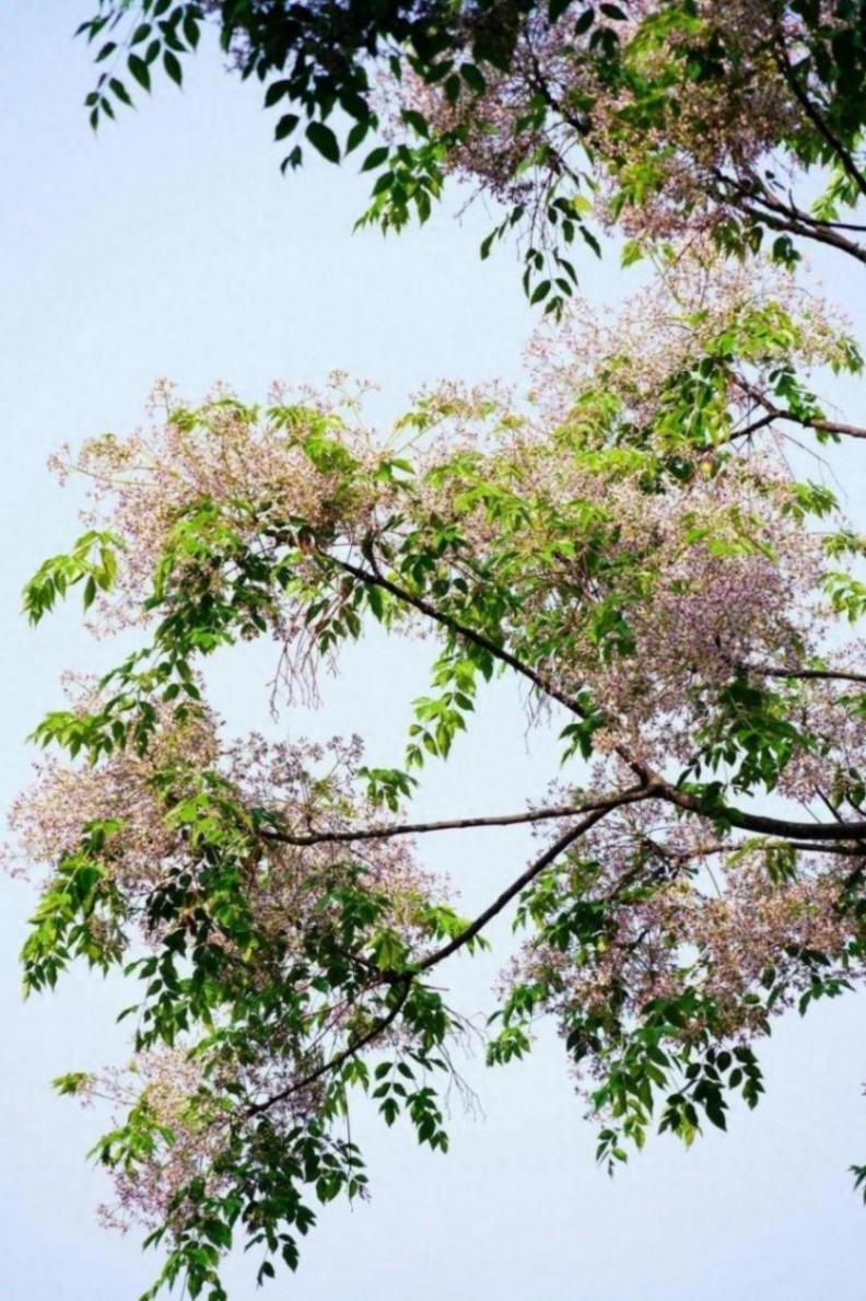 又是一年楝花開,在靜安這條路遇見初夏