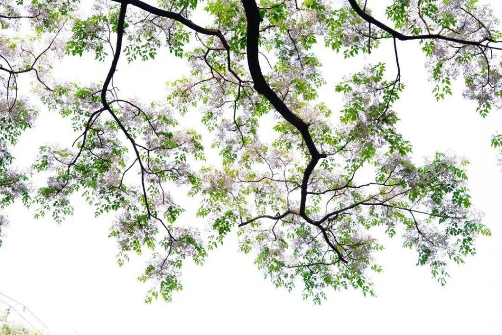 又是一年楝花開,在靜安這條路遇見初夏