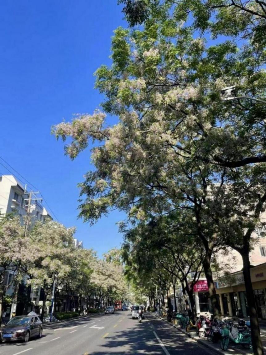 又是一年楝花開,在靜安這條路遇見初夏