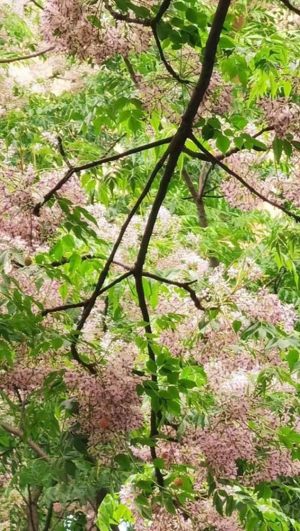 又是一年楝花開,在靜安這條路遇見初夏
