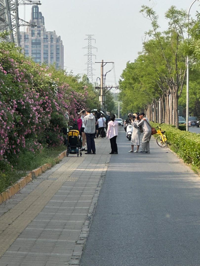 行人為拍奧森外千米薔薇花墻上行車道,賞花別給交通“添堵”