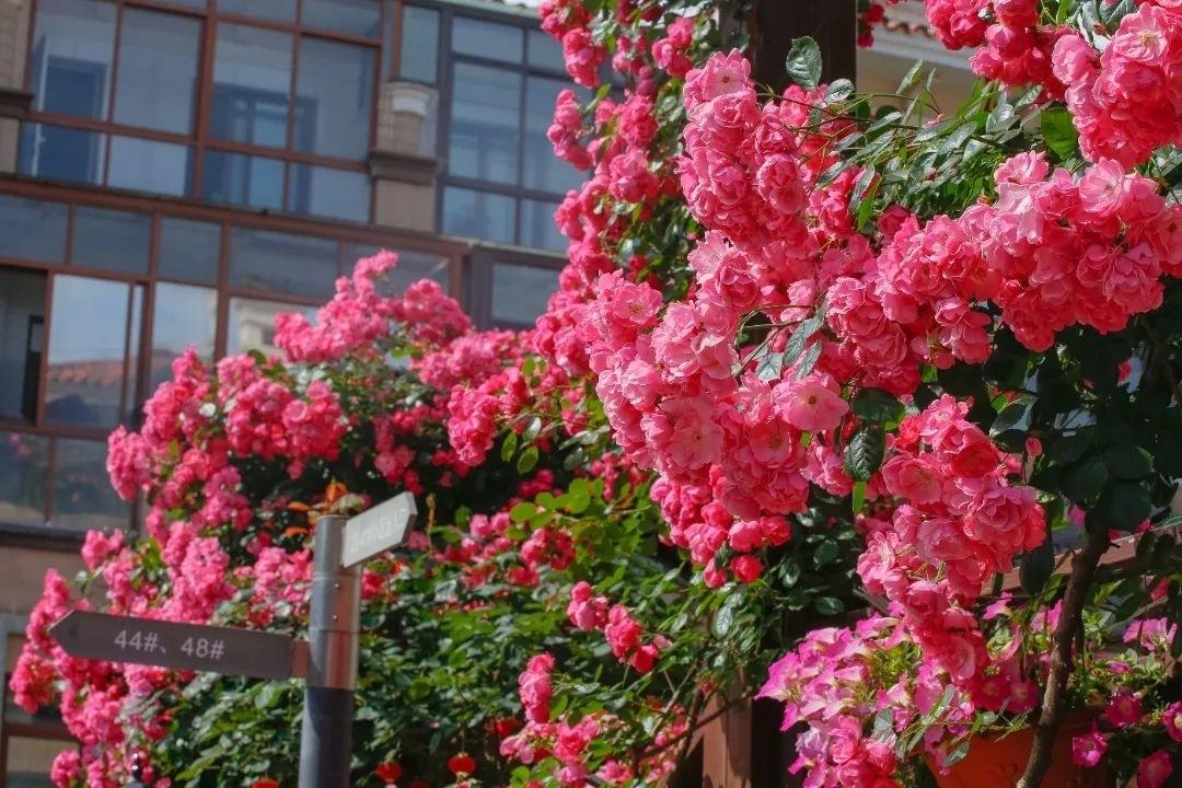 月季、鐵線蓮、繡球花……金山這里以花為“媒”,繁花似錦!