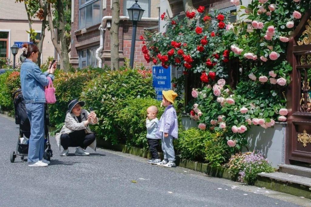 月季、鐵線蓮、繡球花……金山這里以花為“媒”,繁花似錦!