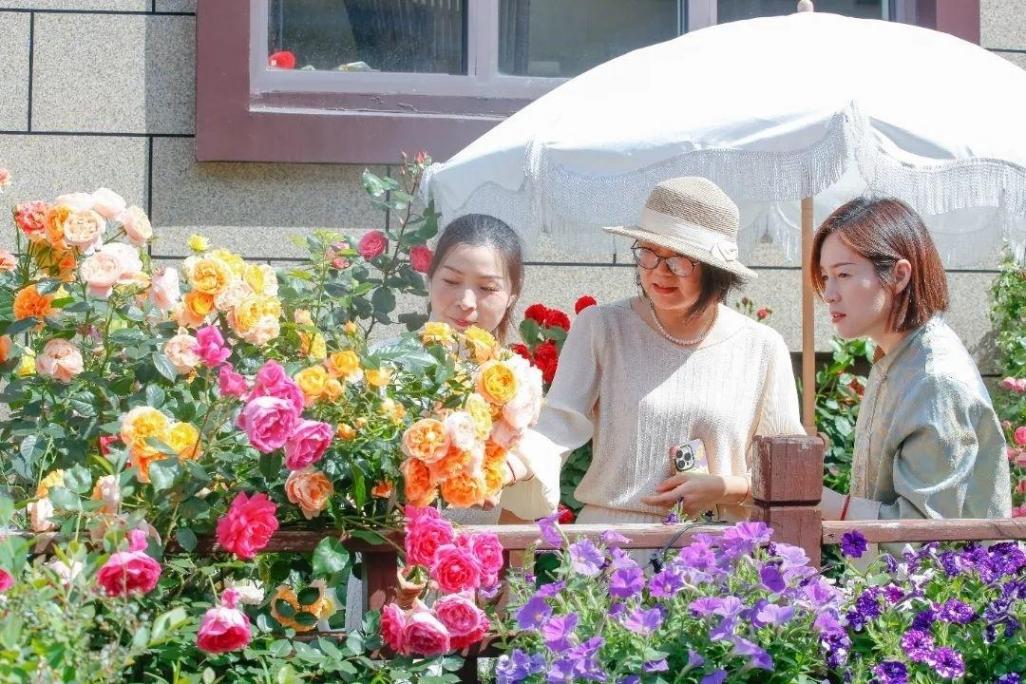 月季、鐵線蓮、繡球花……金山這里以花為“媒”,繁花似錦!