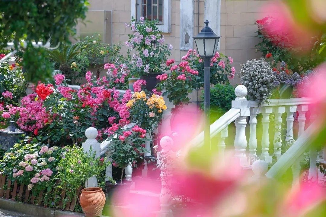 月季、鐵線蓮、繡球花……金山這里以花為“媒”,繁花似錦!