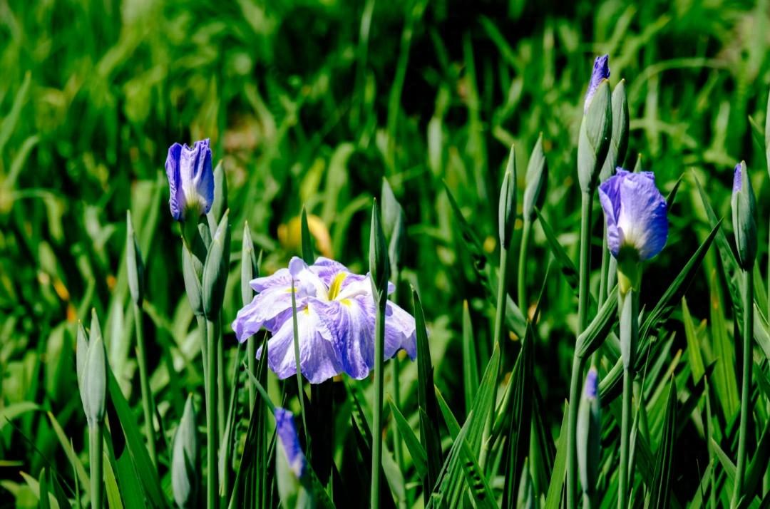 夢幻啟幕,鳶尾蝶喚醒城市浪漫