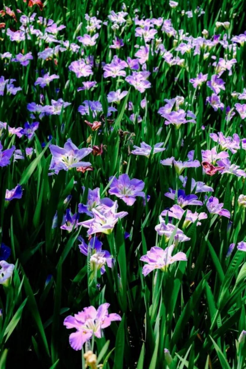 夢幻啟幕,鳶尾蝶喚醒城市浪漫