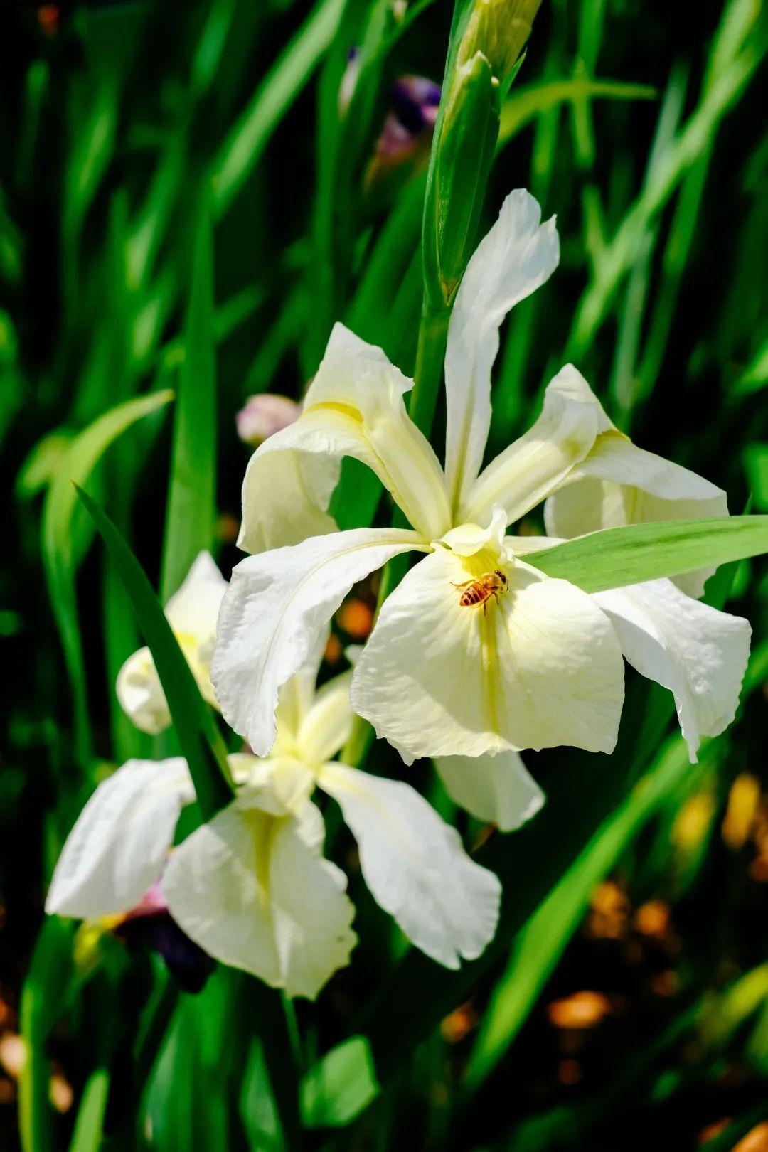 夢幻啟幕,鳶尾蝶喚醒城市浪漫
