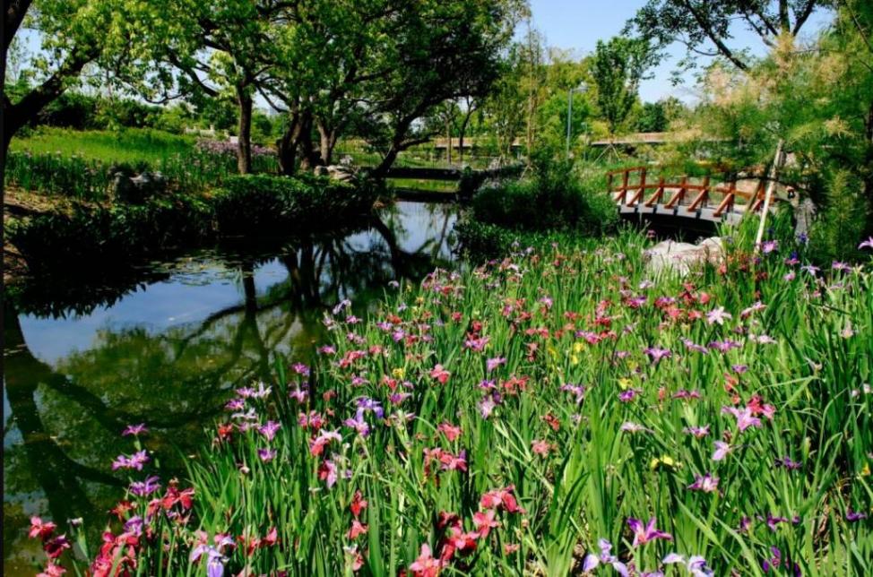 夢幻啟幕,鳶尾蝶喚醒城市浪漫