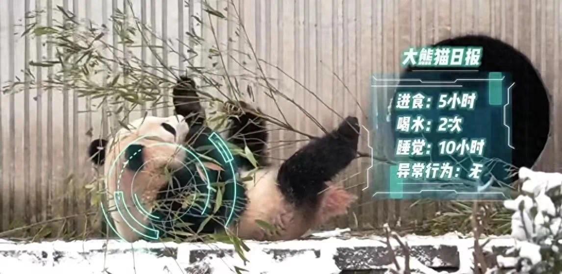 大熊貓有了“AI奶爸” 生成式人工智能應用場景不斷解鎖