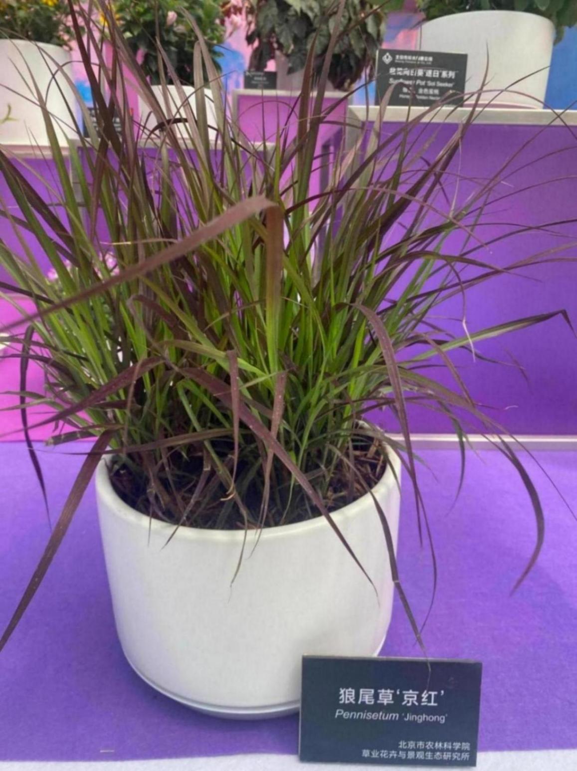 北京舉辦春季花展,19個新品首發(fā)亮相