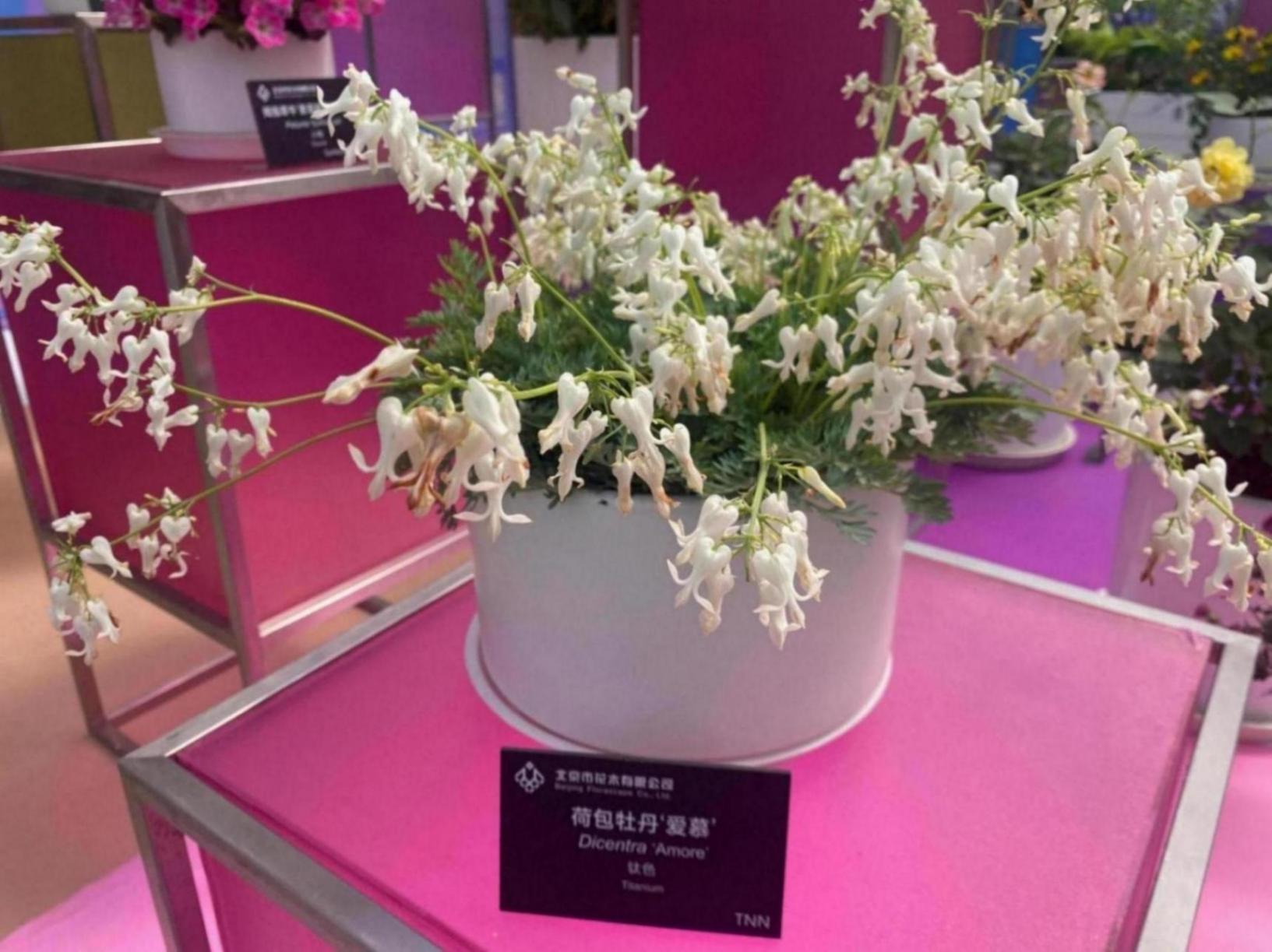 北京舉辦春季花展,19個新品首發(fā)亮相