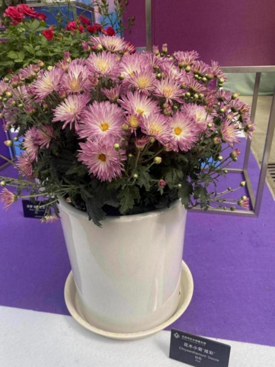 北京舉辦春季花展,19個新品首發(fā)亮相