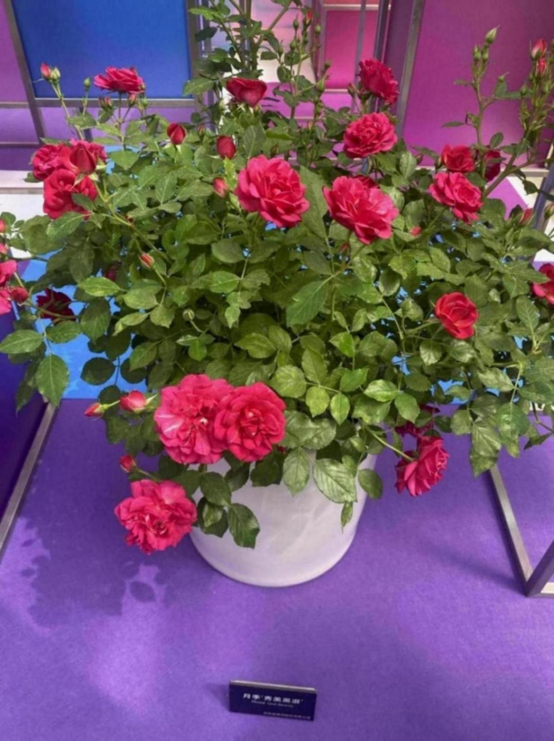 北京舉辦春季花展,19個新品首發(fā)亮相