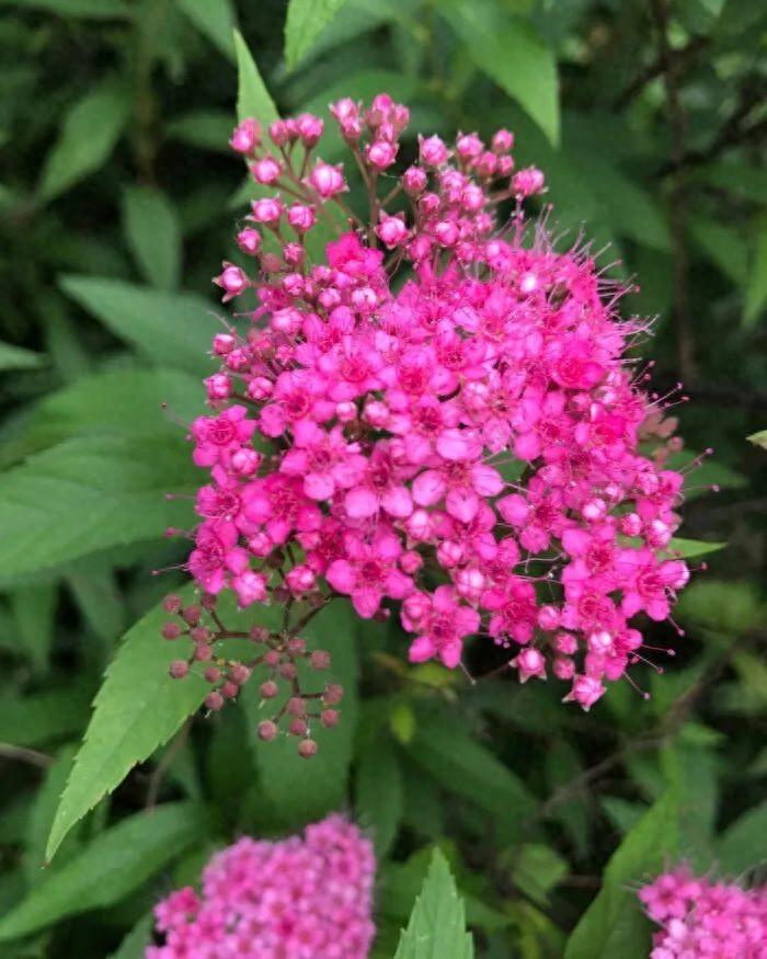 小巧精致的“繁星”,點亮寶山的初夏