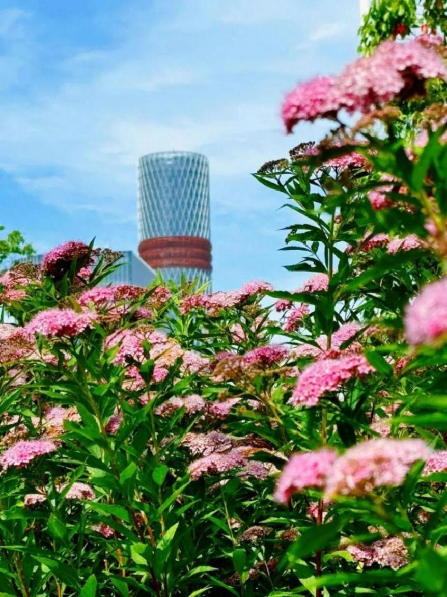 小巧精致的“繁星”,點亮寶山的初夏