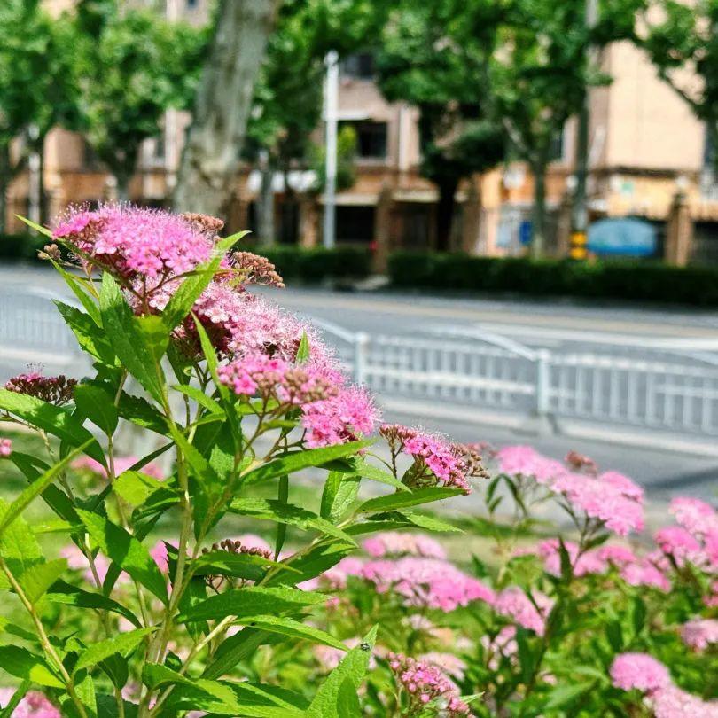 小巧精致的“繁星”,點亮寶山的初夏