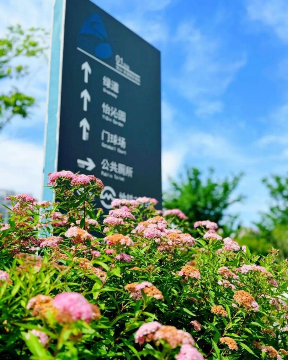 小巧精致的“繁星”,點亮寶山的初夏