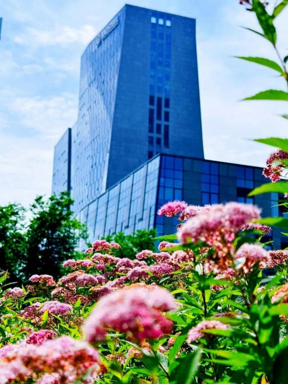 小巧精致的“繁星”,點亮寶山的初夏