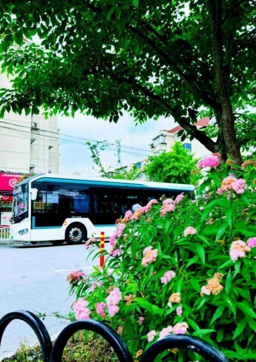 小巧精致的“繁星”,點亮寶山的初夏
