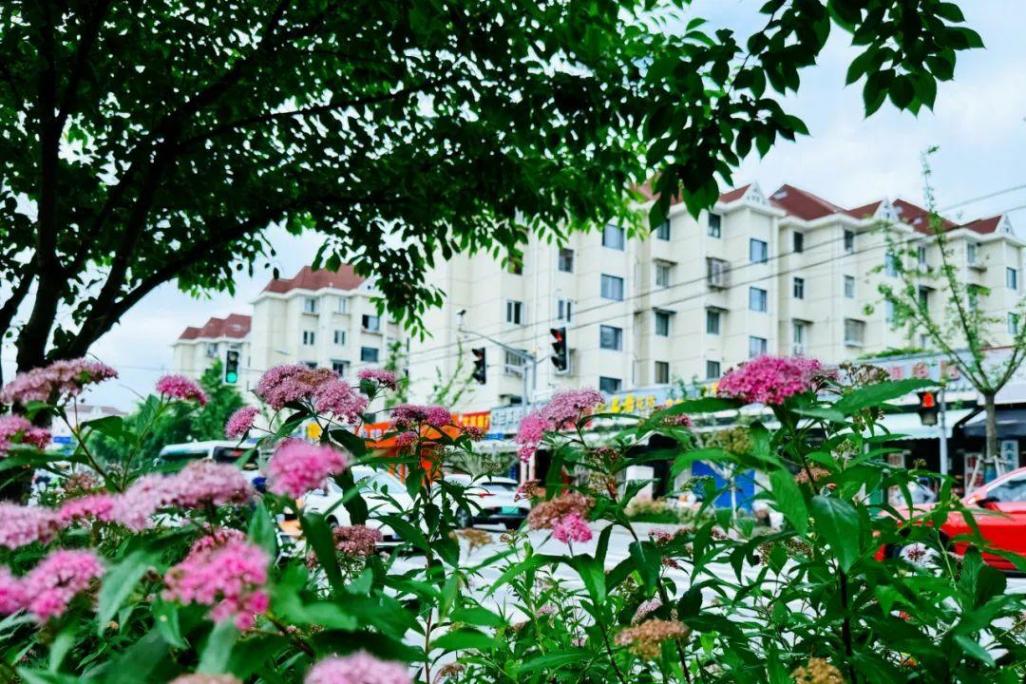 小巧精致的“繁星”,點亮寶山的初夏