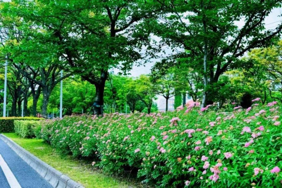 小巧精致的“繁星”,點亮寶山的初夏