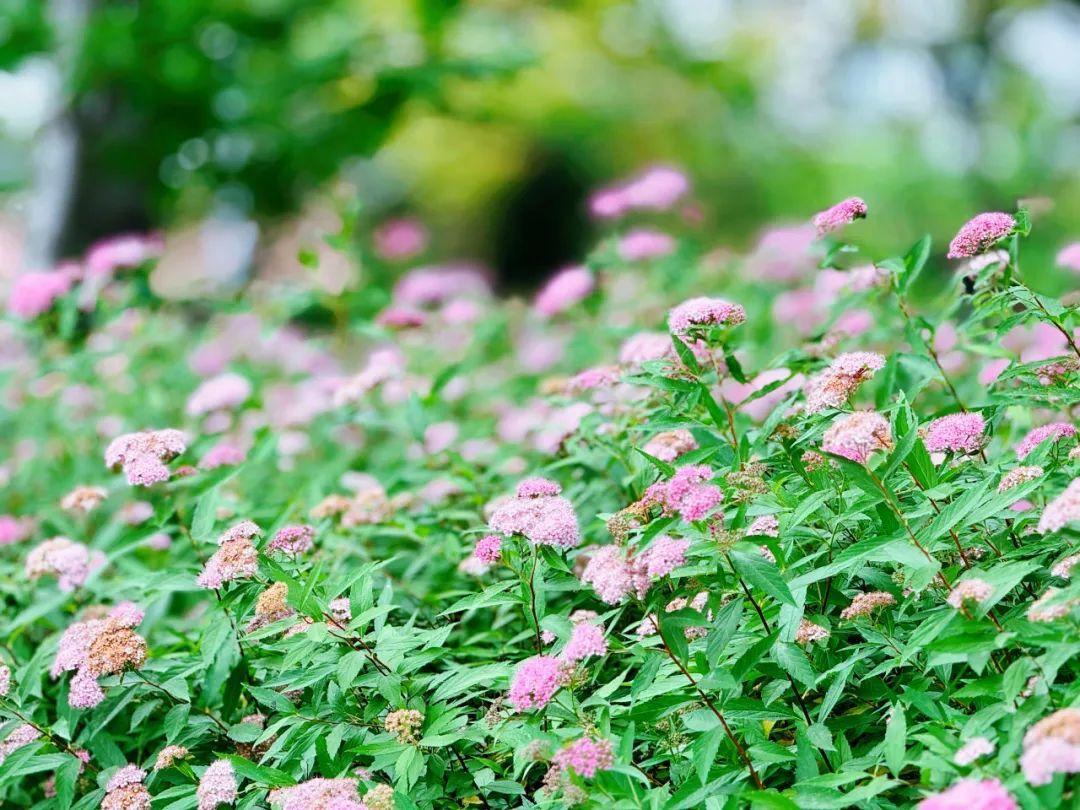 小巧精致的“繁星”,點亮寶山的初夏