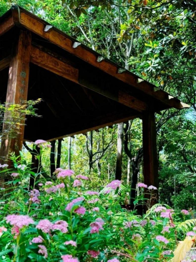 小巧精致的“繁星”,點亮寶山的初夏