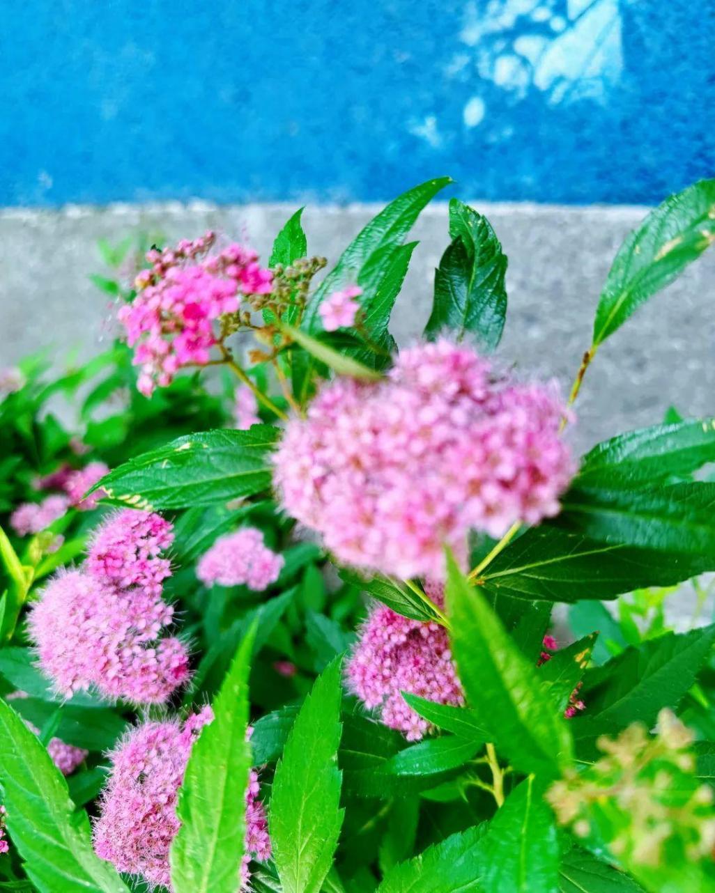小巧精致的“繁星”,點亮寶山的初夏