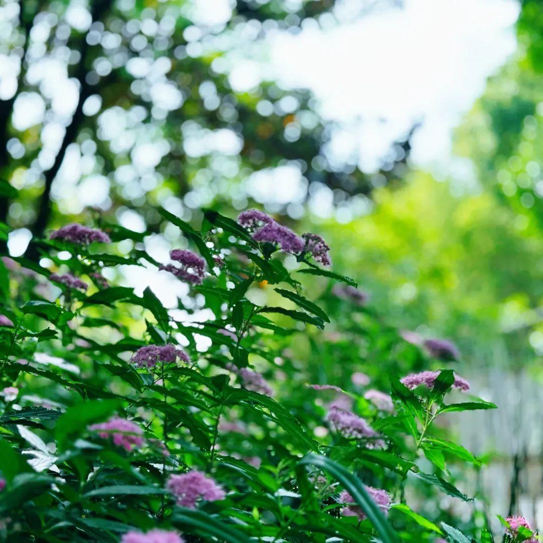 小巧精致的“繁星”,點亮寶山的初夏