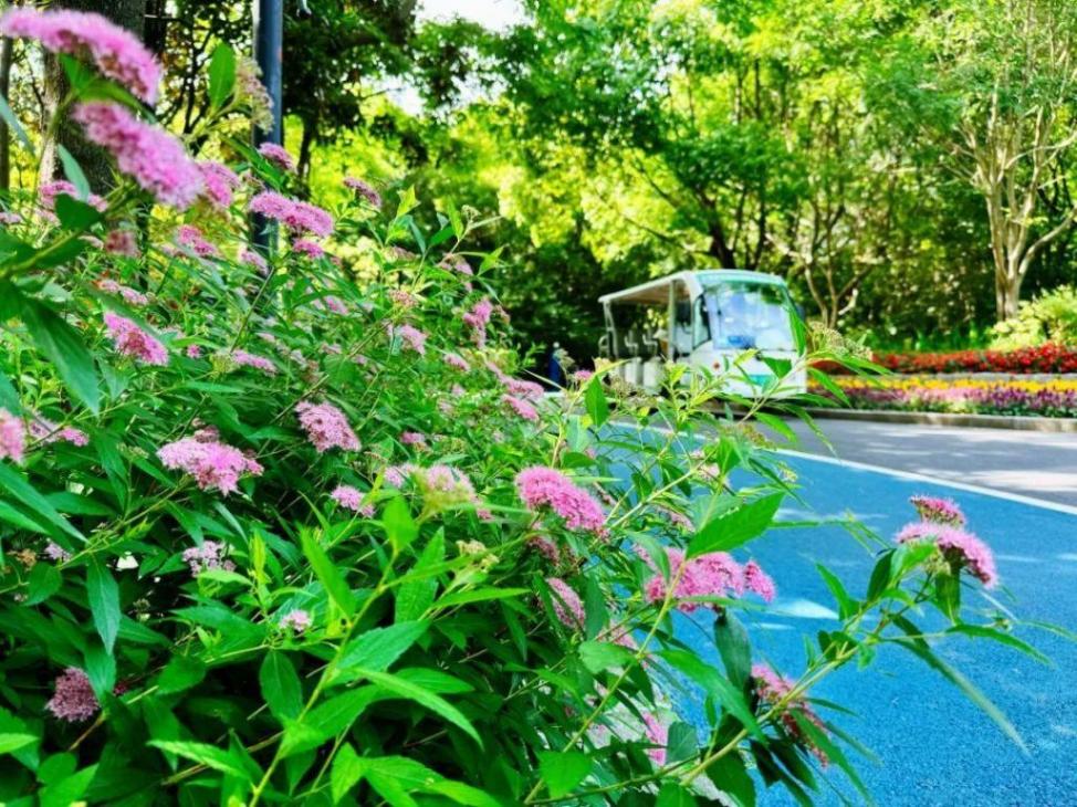 小巧精致的“繁星”,點亮寶山的初夏