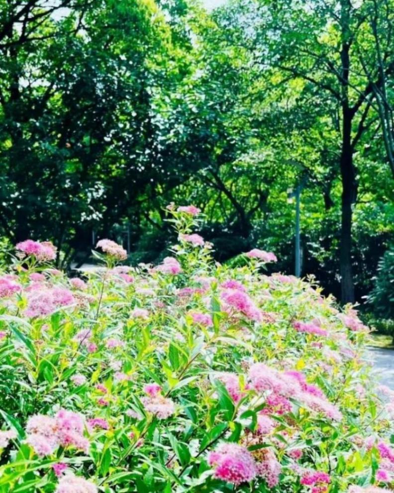 小巧精致的“繁星”,點亮寶山的初夏