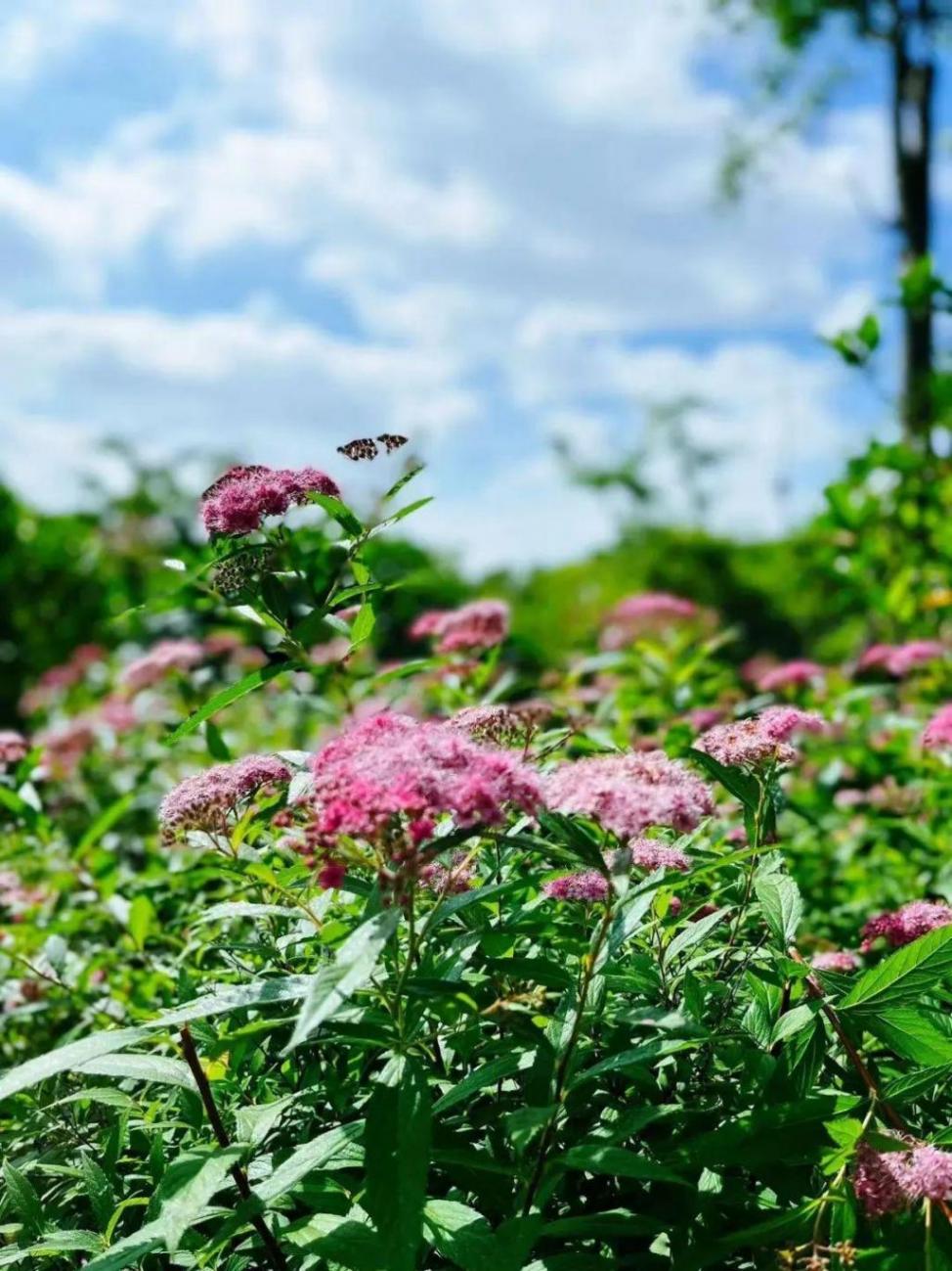 小巧精致的“繁星”,點亮寶山的初夏