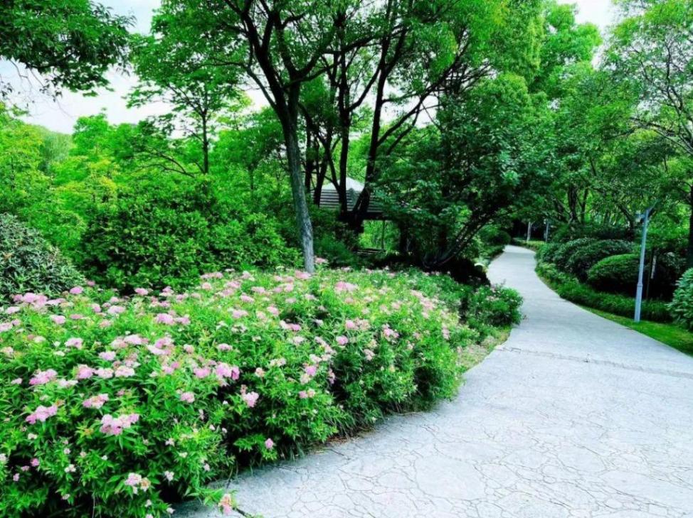 小巧精致的“繁星”,點亮寶山的初夏