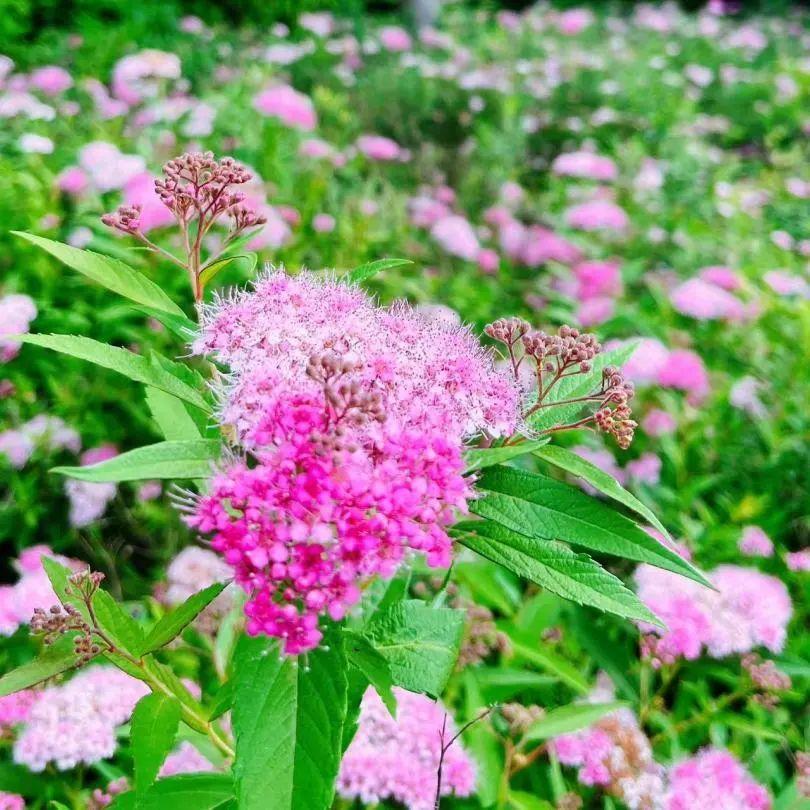 小巧精致的“繁星”,點亮寶山的初夏
