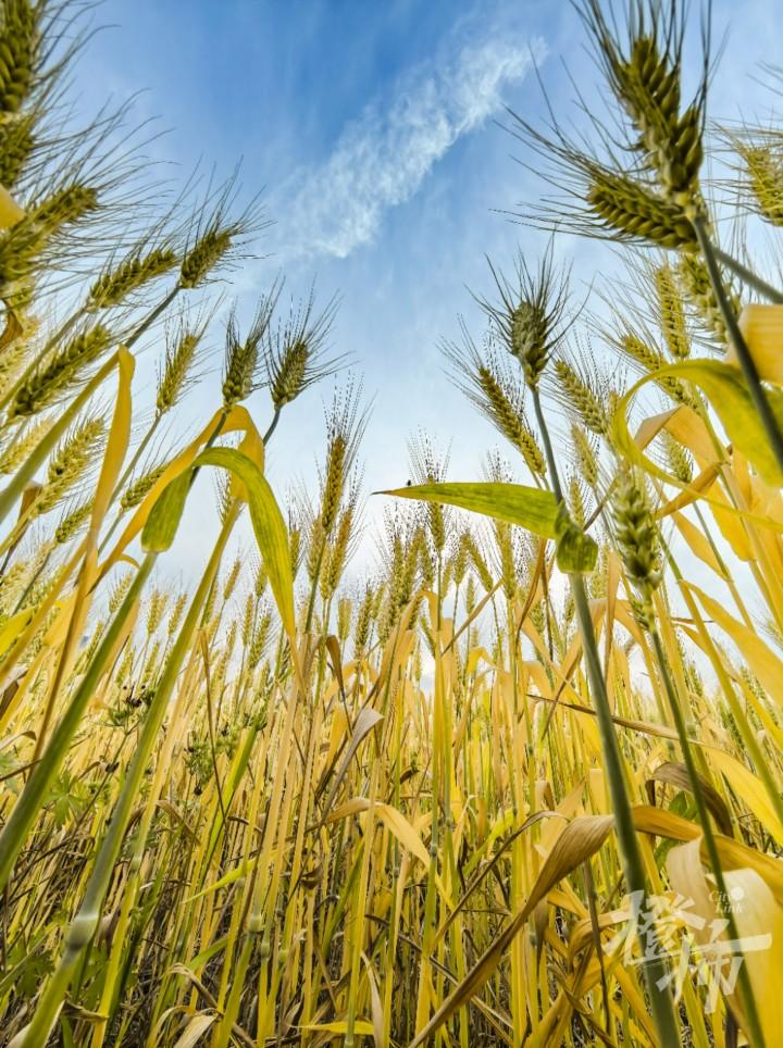 杭州“麥田CBD”火遍全網:收成有望超300噸,20天內種高粱