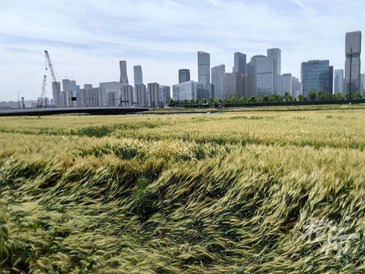 杭州“麥田CBD”火遍全網:收成有望超300噸,20天內種高粱