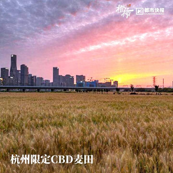 杭州“麥田CBD”火遍全網:收成有望超300噸,20天內種高粱