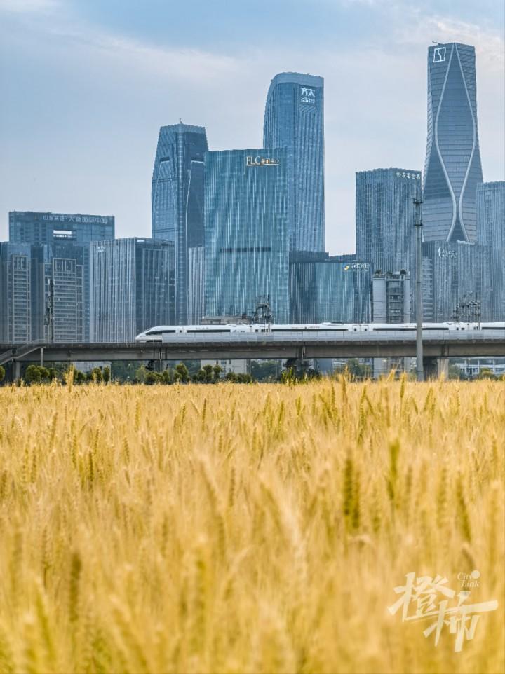 杭州“麥田CBD”火遍全網:收成有望超300噸,20天內種高粱