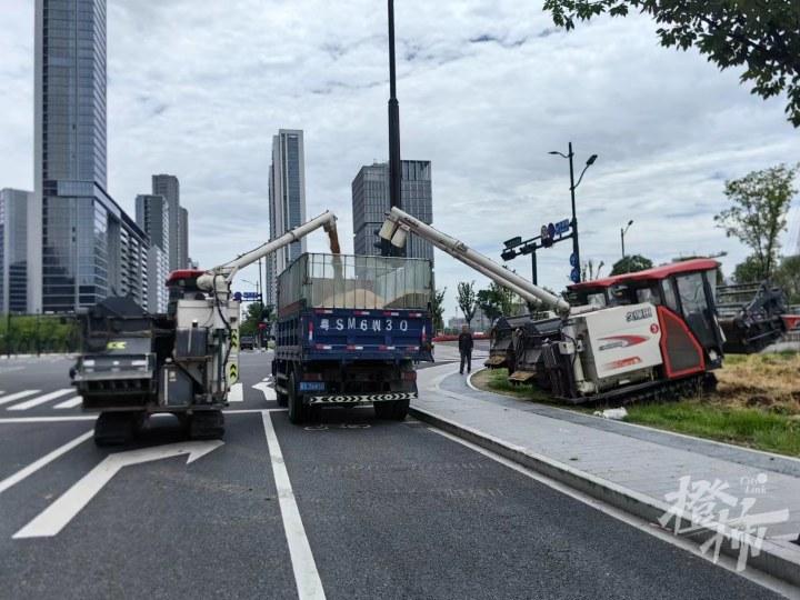 杭州“麥田CBD”火遍全網:收成有望超300噸,20天內種高粱