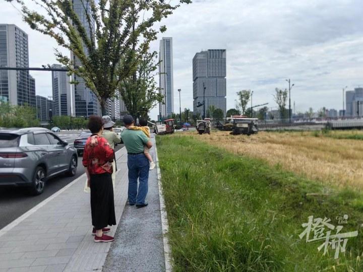 杭州“麥田CBD”火遍全網:收成有望超300噸,20天內種高粱