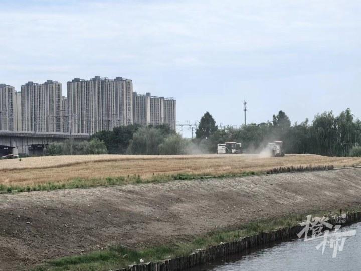 杭州“麥田CBD”火遍全網:收成有望超300噸,20天內種高粱