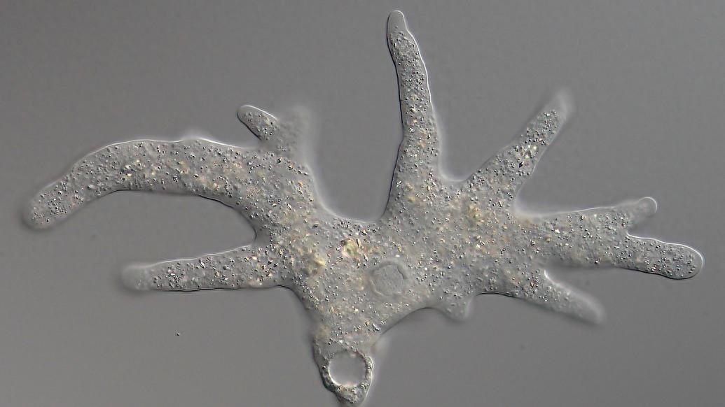 工廠之外:細胞中的復雜世界