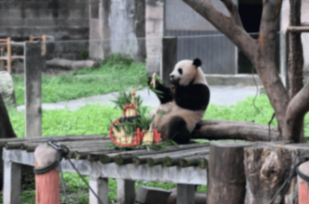 認養熊貓“莽燦燦”,長安啟源開啟“源”分