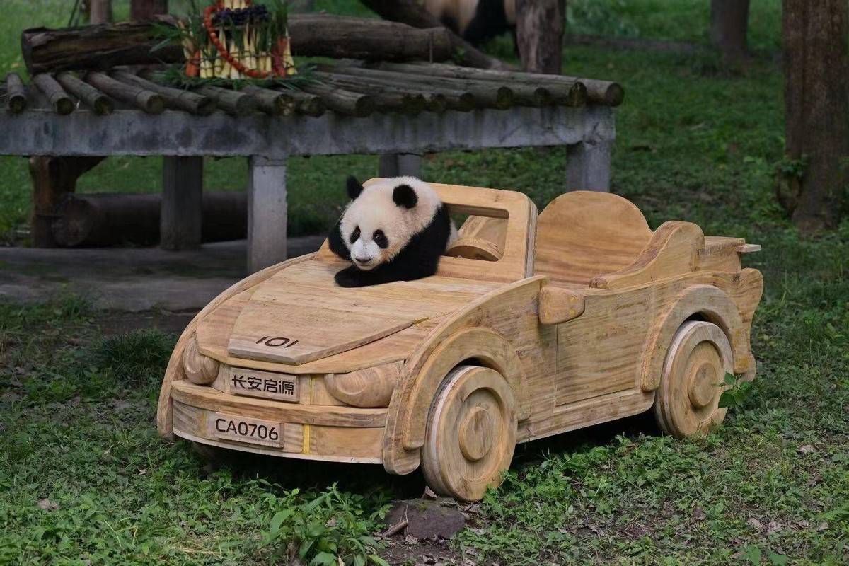 認養熊貓“莽燦燦”,長安啟源開啟“源”分