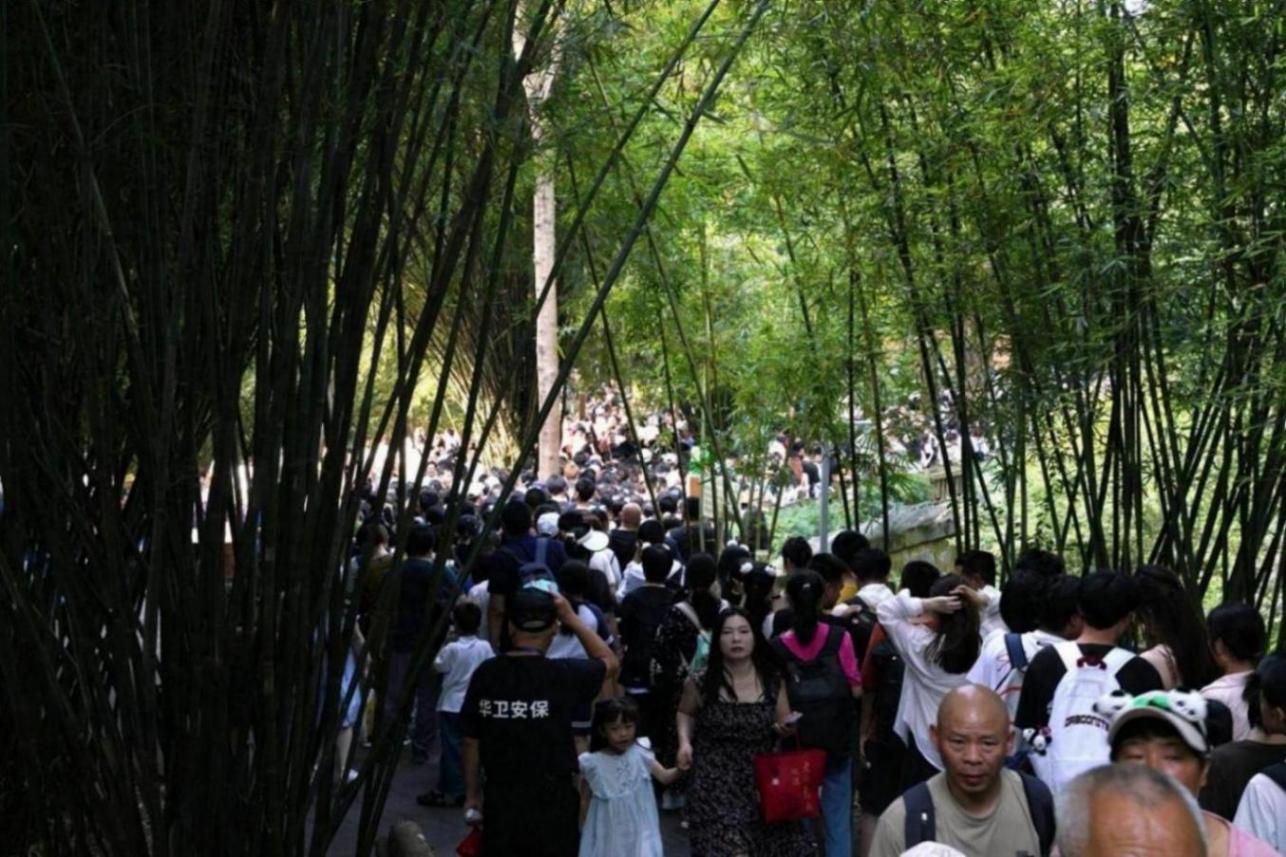 為熊貓界“三大頂流”慶生,粉絲通宵排隊