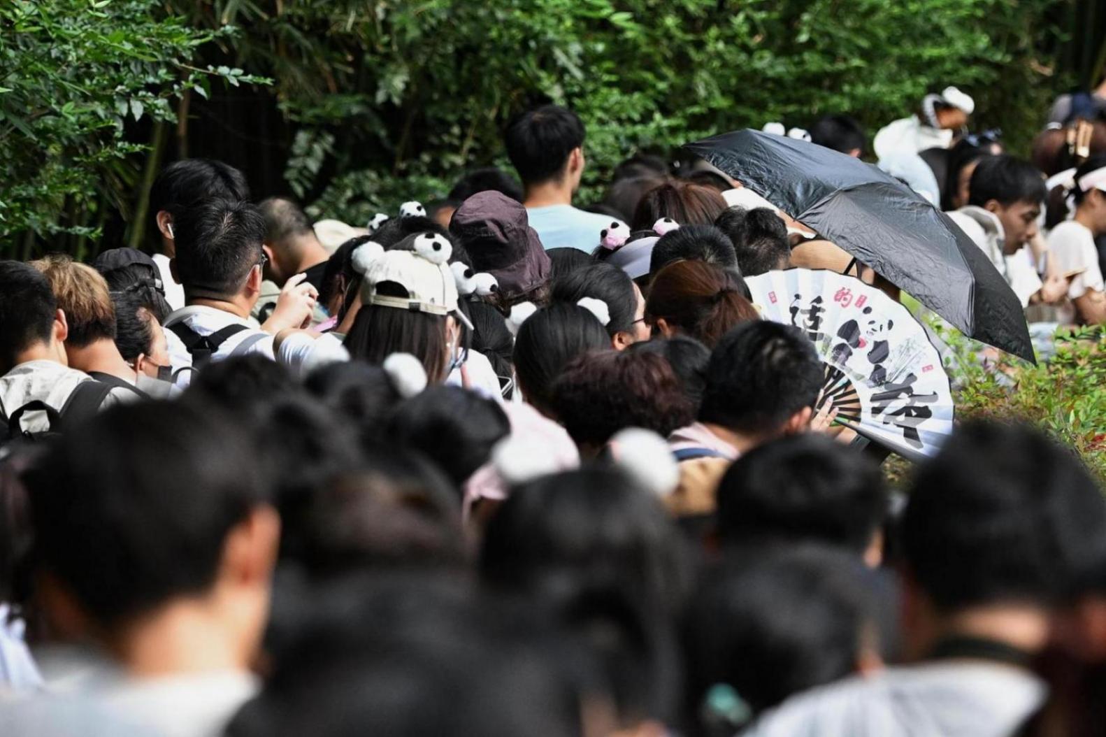 為熊貓界“三大頂流”慶生,粉絲通宵排隊