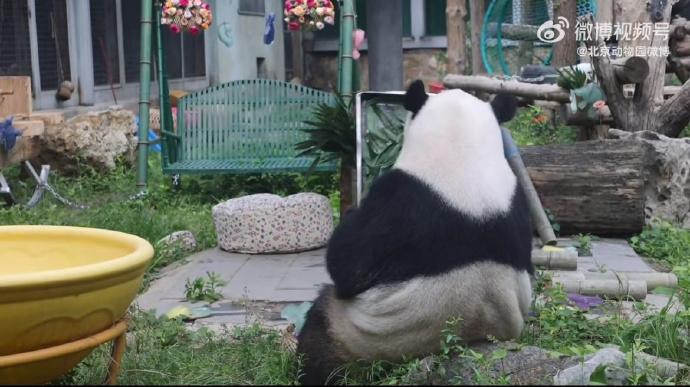 為熊貓界“三大頂流”慶生,粉絲通宵排隊